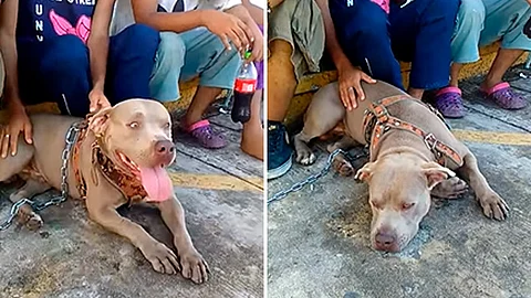 Bolillo, el perrito que acompaña la caravana migrante