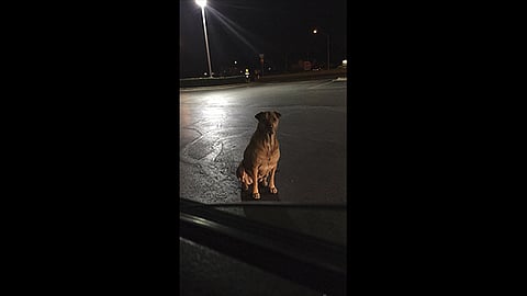 La dueña de Princess publicó una foto de su mascota en Facebook, advirtiendo a la gente que si se topaban con ella no le creyeran y dejaran de alimentar “su gordo trasero” (Foto: Facebook Betsy Reyes)