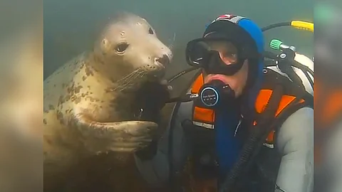 ¿Qué tienen en común un perro y una foca? Este video te lo dirá