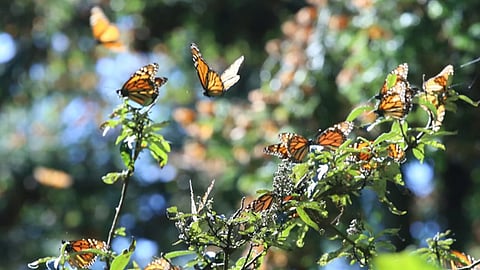Claudia Chávez, secretaria de Turismo, asistió a la apertura de El Rosario, el santuario principal de la Reserva de la Biósfera de la mariposa Monarca (Foto: Cortesía)