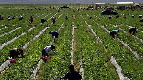 Urgente, institucionalizar un Programa Estatal de Apoyo a Jornaleros Agrícolas: Erik Juárez