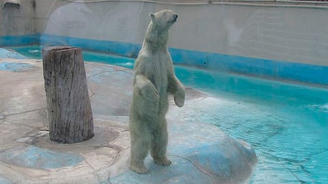 Argumentan que el ejemplar no vivía en las condiciones adecuadas (Foto: FB/Zoocheck)