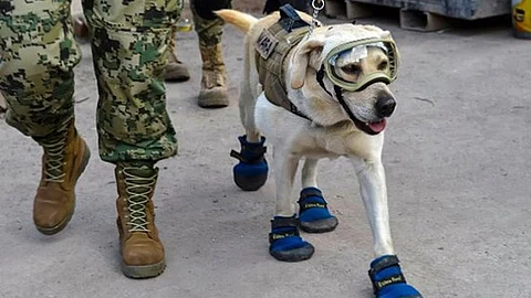 La tierna perrita labrador que auxilió en el sismo del 19 de septiembre (Foto: Archivo)