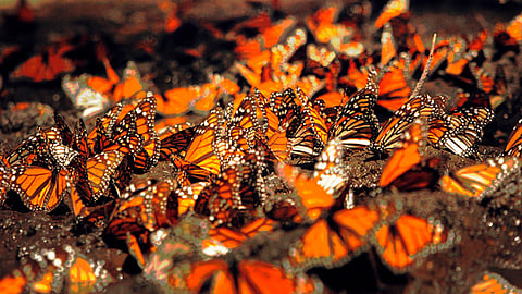 De las cuatro regiones donde hiberna la mariposa monarcas, internamente se dividen en 22 sitios (Foto: cortesía)