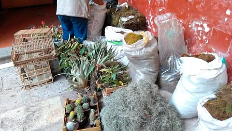 Es común su uso durante esta época navideña (Foto: Cortesía)