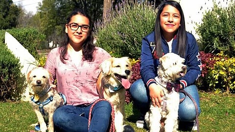 La asociación recibió 10 solicitudes por parte de los Reyes Magos (Foto: Facebook/Hermano Animal AC)