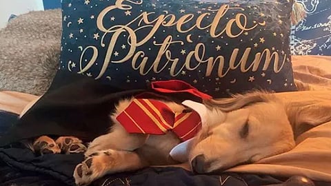 Su nombre es Remus (Foto: IG/@remus_the_doxie)