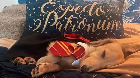 Perrito que sabe trucos de Harry Potter enternece las redes