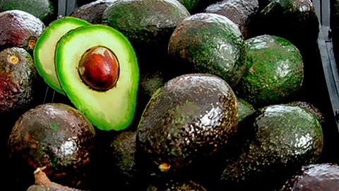 Estudio revela genes del aguacate, científicos buscan hacerlo más resistente