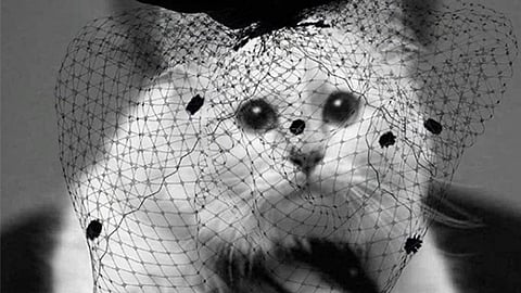 Choupette está desconsolada (Foto: Instagram/Choupette)