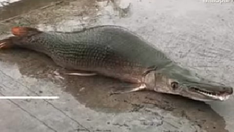 Pejelagarto causa pánico en China, no conocían la especie