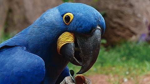 Nace un guacamayo azul, especie declarada extinta