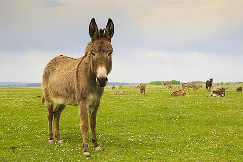 Según los biólogos, es un efecto que cualquier persona que posea animales salvajes o en cautiverio, podrá observar (Foto: misanimales.com)