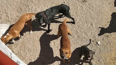 La Fiscalía General del Estado aseveró que continúa con las diligencias respectivas (Foto: FB/Huellitas)