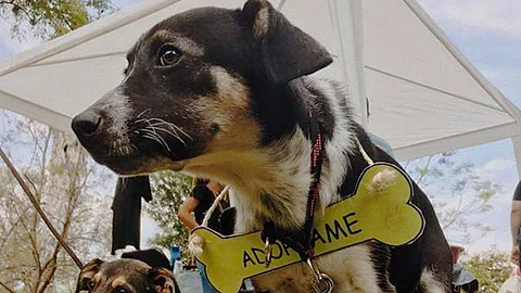 Para la adopción, se debe llevar a cabo un proceso que asegure el correcto desarrollo del perro. (foto: Facebook/Hermano Animal)