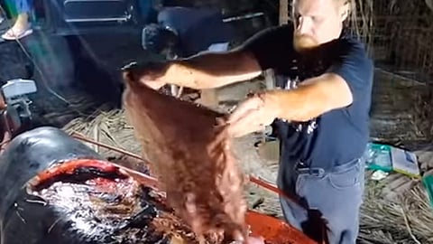 A decir de los especialistas el cachalote pudo haber ingerido los plásticos creyendo eran comida (Foto: Captura)