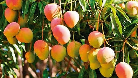 México bate récord de producción anual de mango en la última década