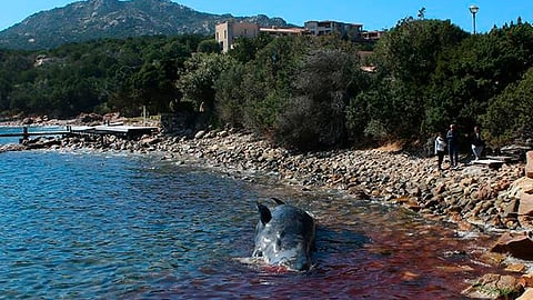 Fueron localizados 22 kilos de plásticos (Foto: SEAME Sardinia)