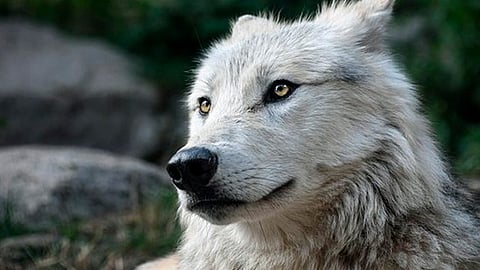 Los científicos suponen que el virus también amenaza nuestra especie (Foto: pixabay)