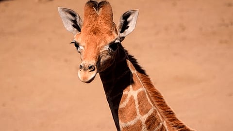 El anuncio lo hizo Marina Robles, secretaria del Medio Ambiente de la CDMX (Foto: @mroblesg)