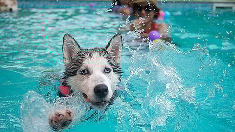 Aquellos centros acuáticos que presumen de aguas calientes, son perfectos ambientes para el desarrollo de bacterias (Foto: pixabay.com)