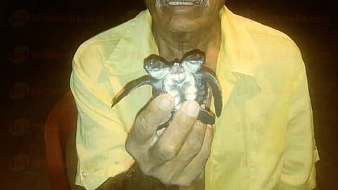 Fue encontrada viva en la playa por el presidente de la Cooperativa de Pescadores de El Faro de Bucerías (Foto: RED 113)