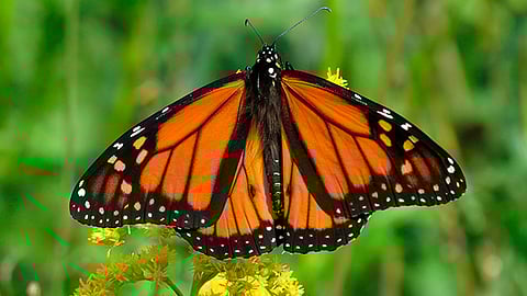 La presencia de turistas aumentó a más de 70 mil visitantes en las últimas dos temporadas (Foto: Pixabay.com)