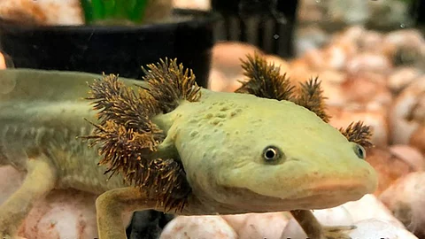 (Foto Facebook: Zoológico de Morelia)
