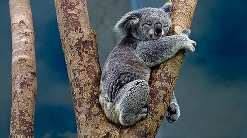 Una investigación del Senado australiano reveló que, en 2011, el koala estaba en problemas (Foto: pixabay.com)