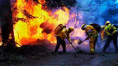 La base de datos registra en Michoacán 711 incendios con afectación a 14 mil 537 hectárea (Foto: Gobierno de México)