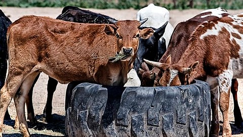 Se han inseminado cerca de 180 vaquillas, con una inversión de 45 mil pesos (Foto: Pixaby)