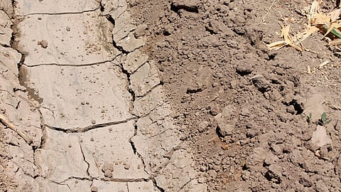El cultivo de maíz es el más afectado en un 80% por dichas condiciones (Foto: www.gob.mx)