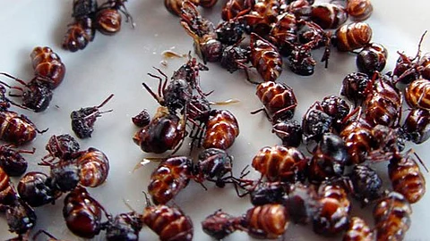 Al igual que los chapulines, las hormigas son consumidas asadas con sal, limón y chile, aunque otras personas deciden usarlas como un ingrediente del guisado principal o como plato fuerte (Foto: gourmetdemexico.com.mx)