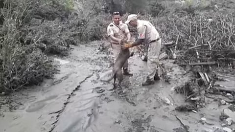 El animal salta y corre hacia los bomberos juegan con él (Foto: Cortesía)