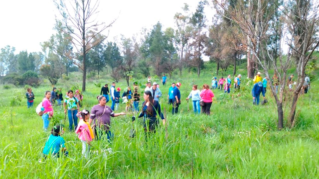 La actividad de reforestación ayuda a
no tener mayores contingencias causadas por desastres naturales o en su caso aminorarlas
(Foto: Cortesía)