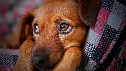 Dale un hogar uno de los peluditos que están en adopción (Foto: pixabay)