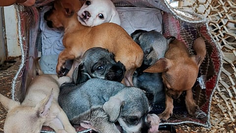 Los operativos serán constantes (Foto: Cortesía)