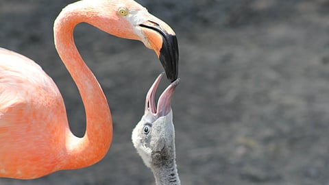 En el Parque Zoológico de Morelia puedes ver muchas especies de animales salvajes (Foto: FB Zoológico de Morelia)
