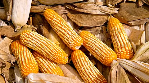 El programa beneficiará a 200 mil jornaleros, quienes recibirán un apoyo de $5, 000 pesos
(Foto: educampo.org.mx)