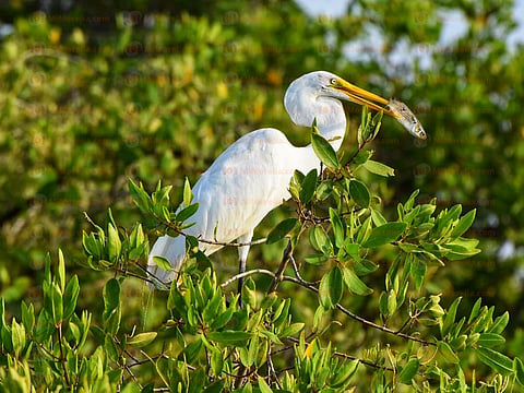 No todo es playa, también hay flora y fauna en Lázaro Cárdenas