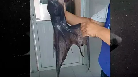 En aguas de Yucatán, capturan un extraño molusco que fue bautizado “pulpo Vampiro” (Foto: Captura de pantalla)