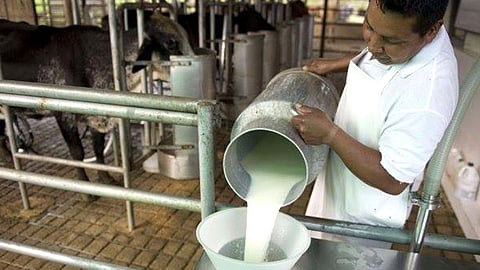 Michoacán produce 345 millones de litros de leche, el cual representa el 4 por ciento del total nacional (Foto facebook Nueva Izquierda Callao)