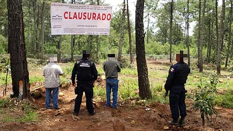 Coadyuva SSP en clausura de huertas ilegales en Ario de Rosales