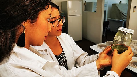 Este proyecto inició durante el Verano de Investigación Científica DELFÍN 2019 (Foto Cortesía)