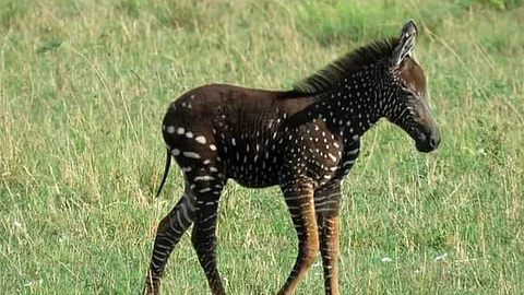 (Foto: FB/Maasai Mara Wildlife Conservancies Association)