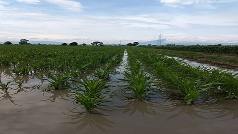 Se han aseguraron más de 3 millones de hectáreas; 360 mil cabezas de ganado y 210 mil metros cuadrados de granjas y estanques acuícolas (Foto Cortesía)