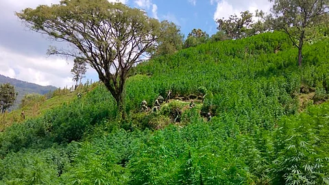 La destrucción de dicho plantío se realizó por mano de obra e incineración(Foto: cortesía)