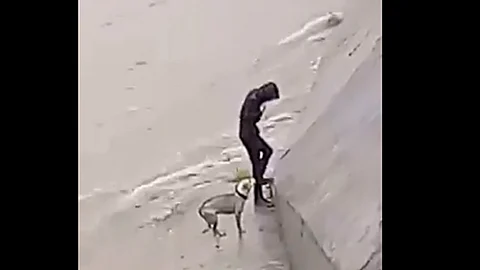 De no ser por el actuar de los hombres, el perrito habría muerto (Foto: Captura)