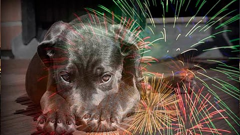 Sin el uso de pirotecnia en fiestas patrias, edil de Quintana Roo (Foto: mascotasya.com)