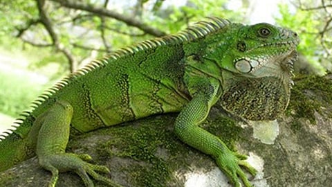 Michoacán es uno de los estados con mayor biodiversidad, sólo por debajo de Chiapas, Oaxaca, Tabasco y Veracruz (Foto Cortesía)
